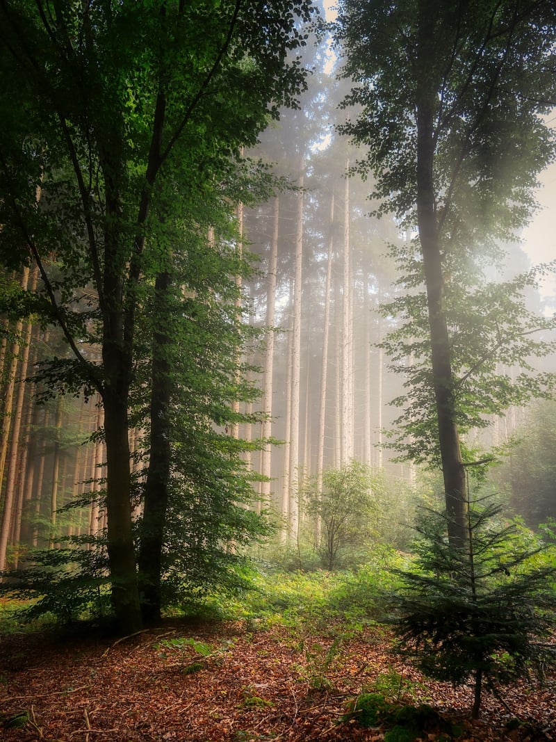 Wilderness Trek